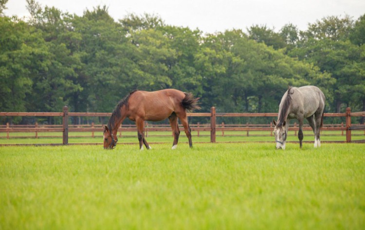 Paarden-omheining-met-paard-in-weiland